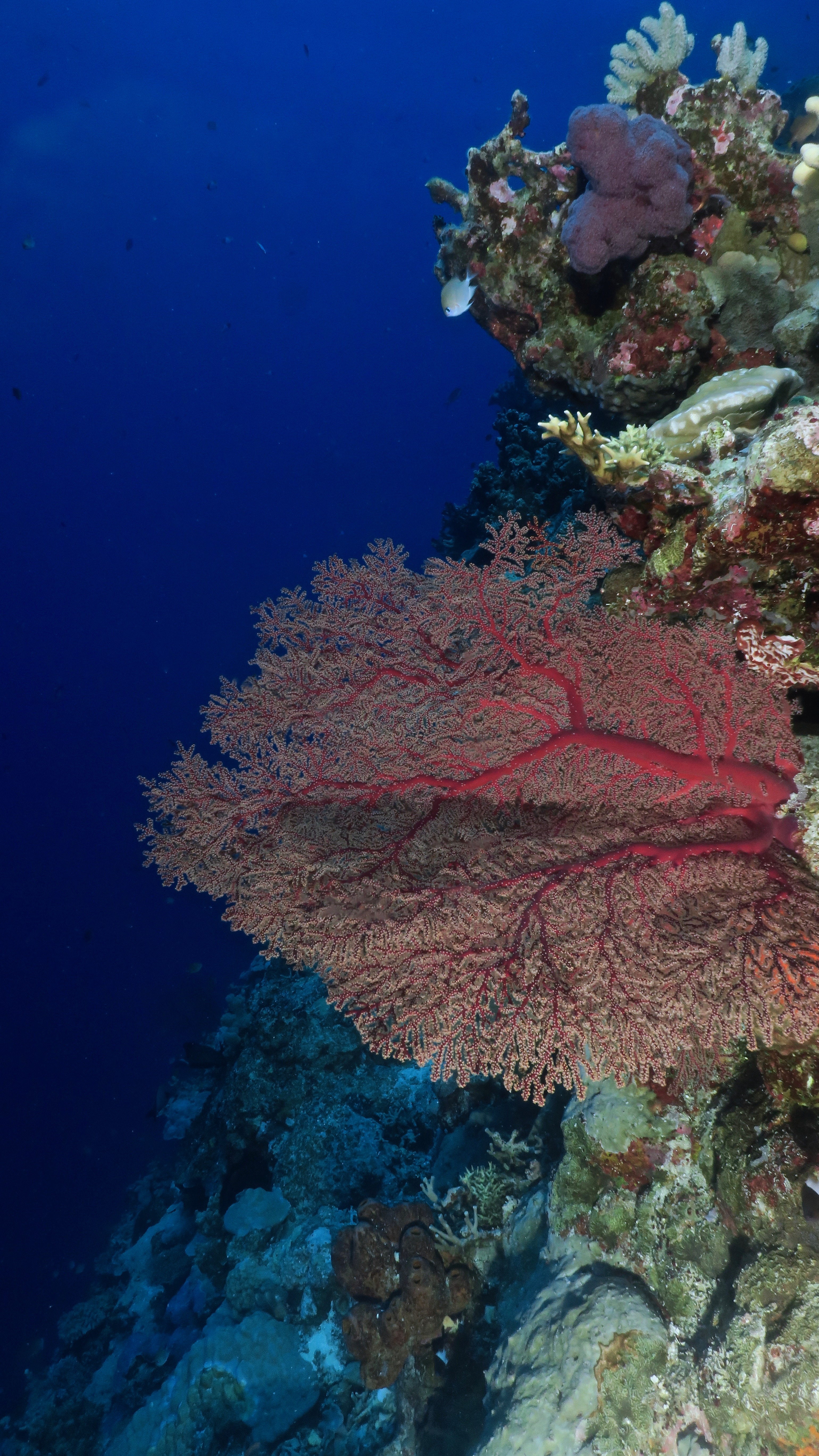 2F3F799A-92A2-486A-9A8A-2718EB27432D