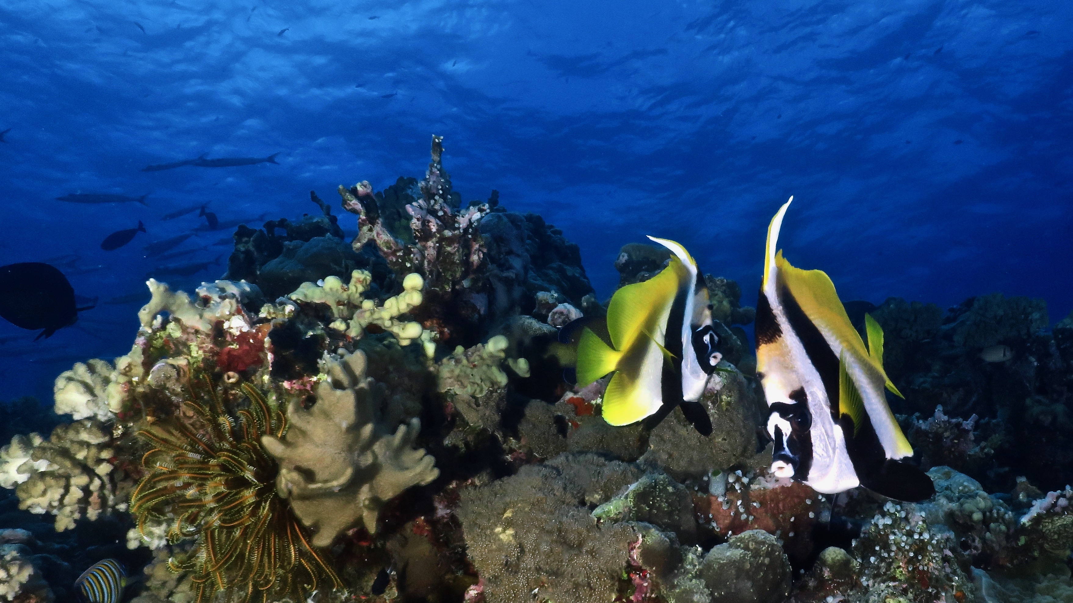 51B264F9-C773-4762-8B8A-069C11DDA1F2