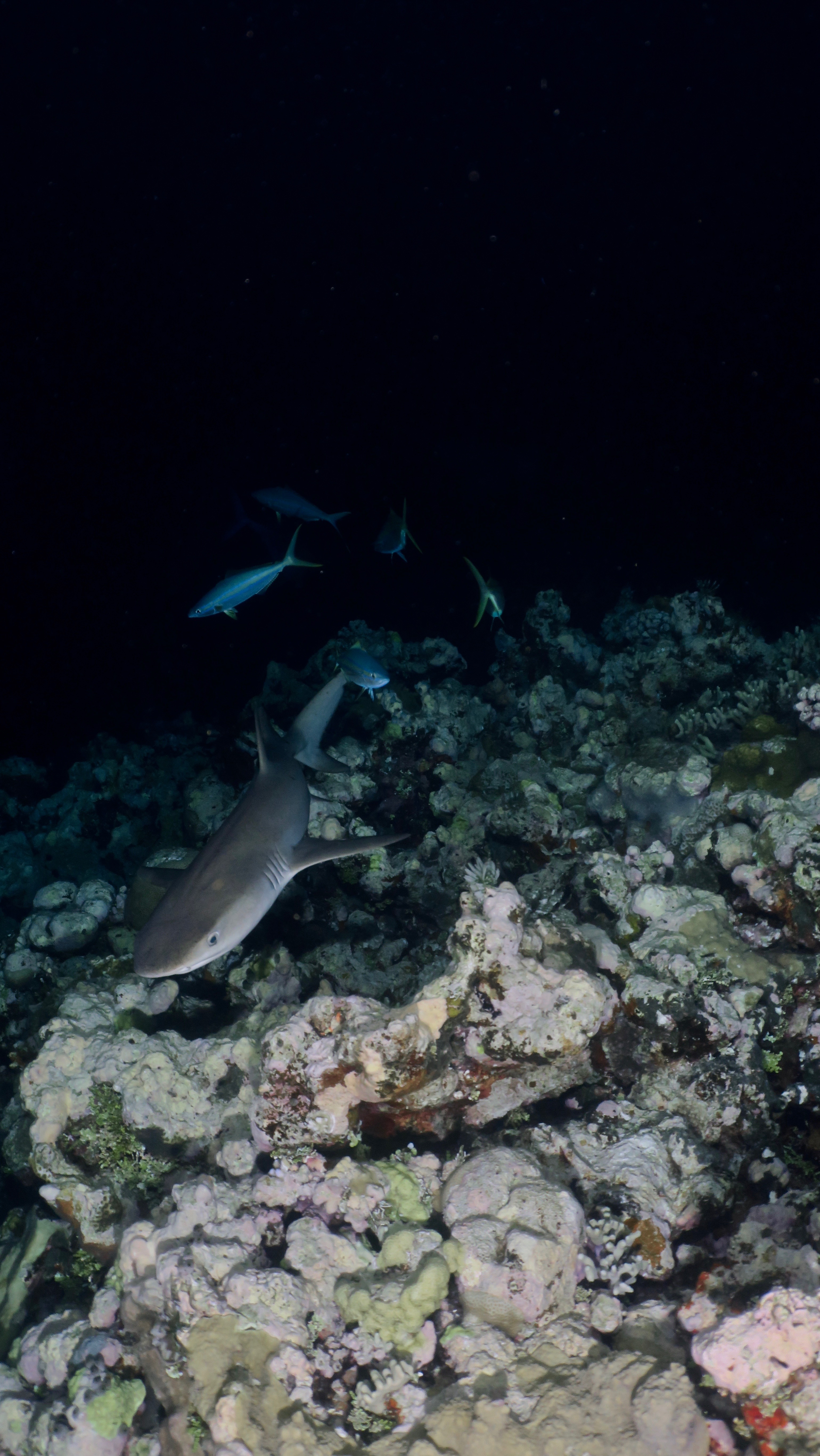 5F41614A-03B6-4D22-A58C-E67766FD59AB