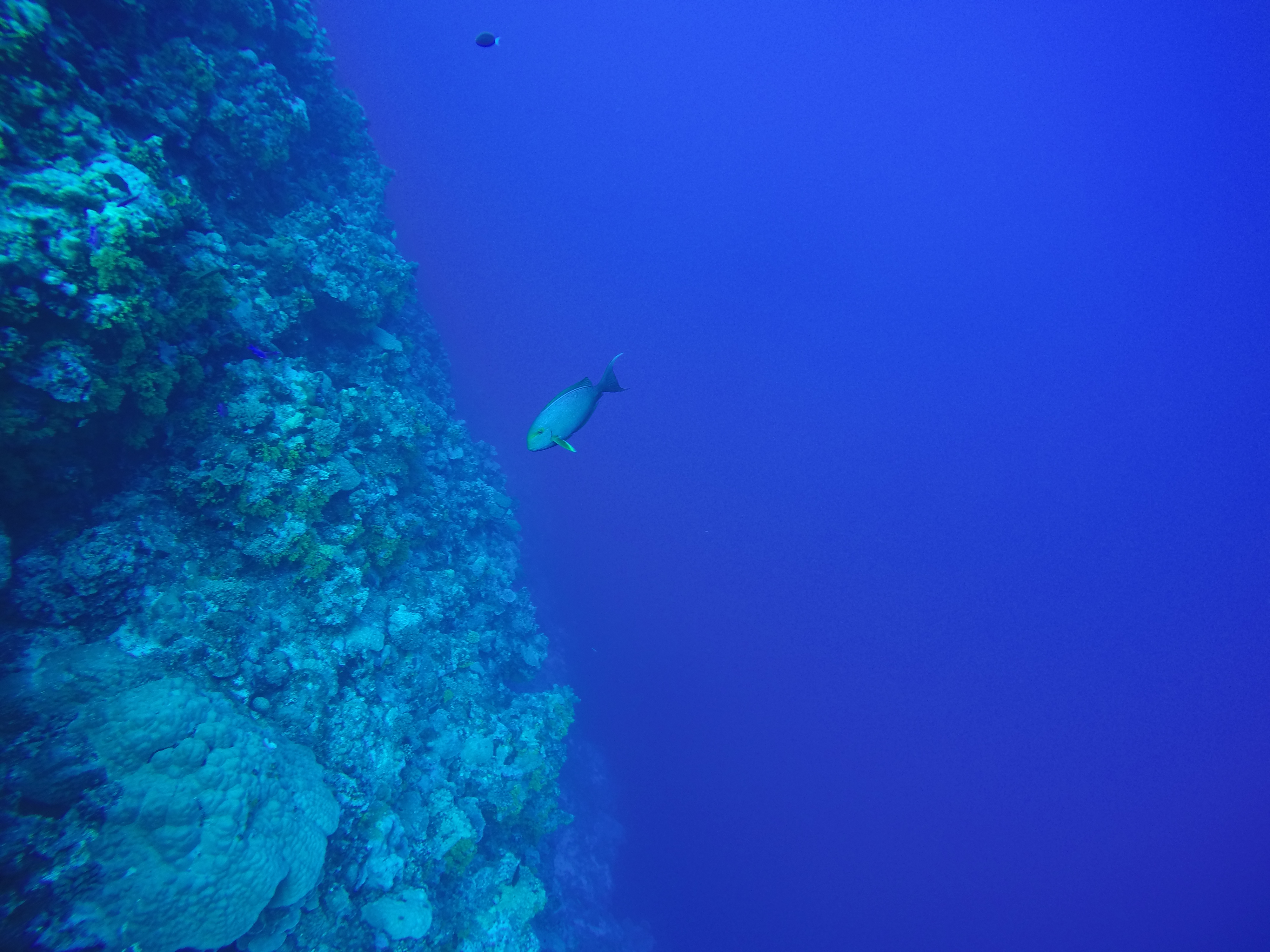 DCIM100GOPROGOPR0481.