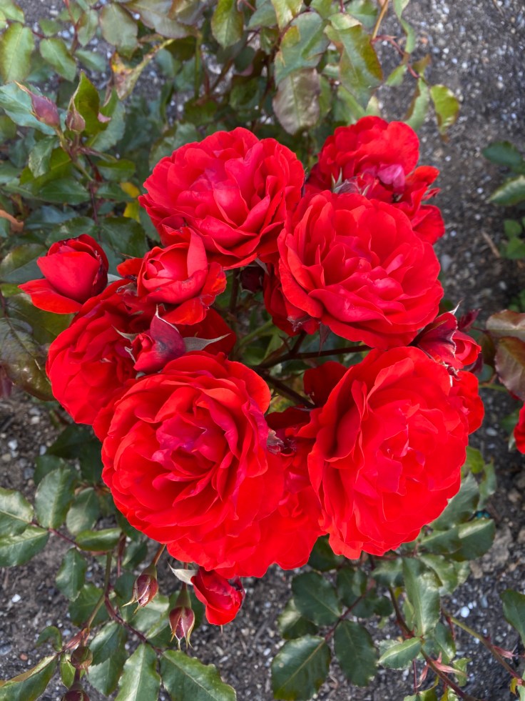 18DABA86-DBEC-4979-9169-7F5B030F50E2