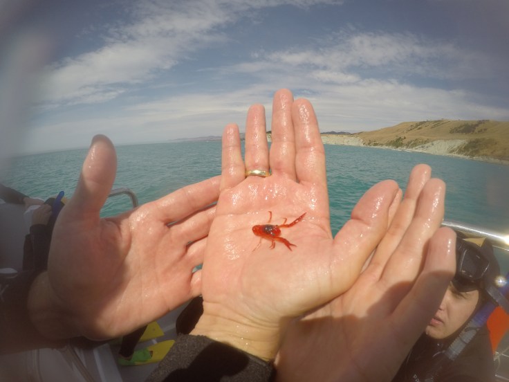 DCIM100GOPROGOPR0814.