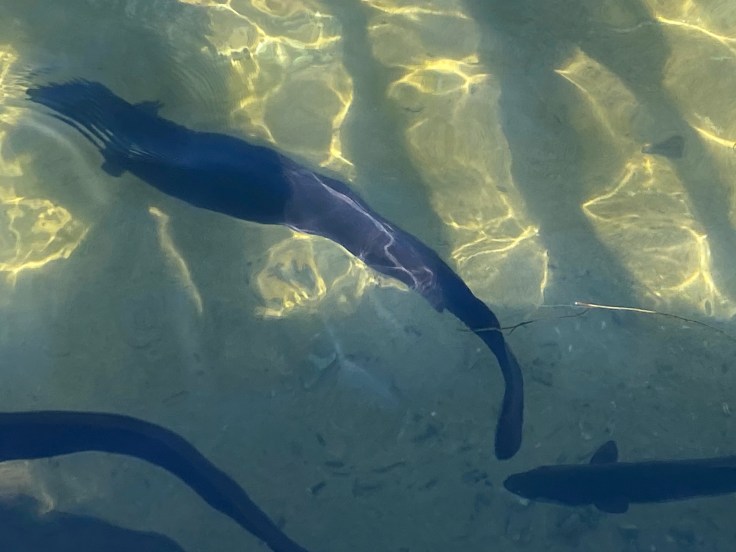 50C3BD3C-402A-4CED-A262-AE05BE9E59C9