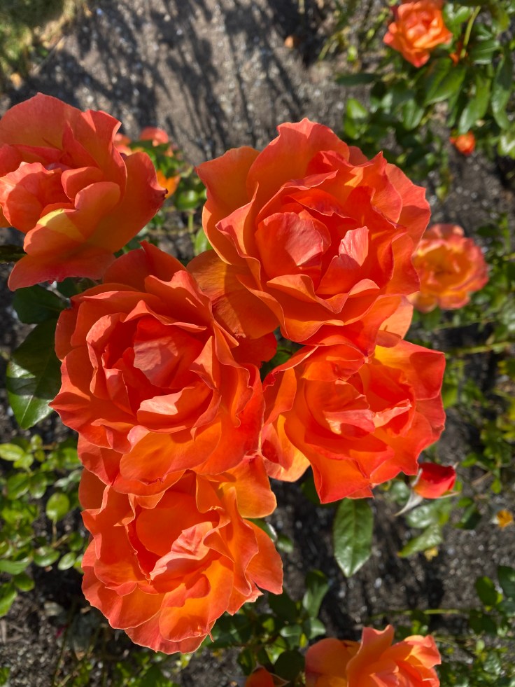 C2D8B83E-CB0A-472F-9FCC-DDDAB3E16A53