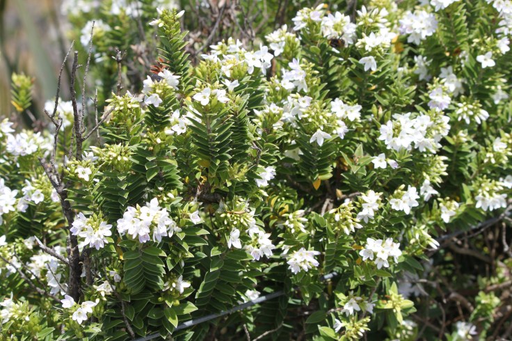 D6243AB0-28C5-4979-A8CD-5DDA2A995415