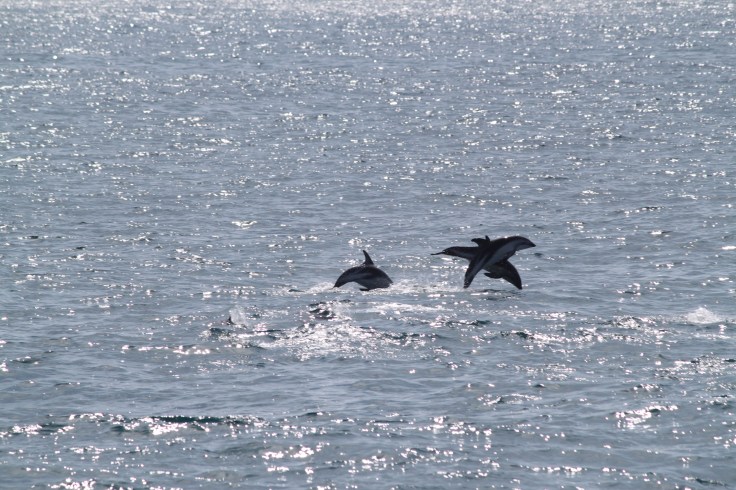 F919A303-EB53-43DC-BFFD-FF197B119F20